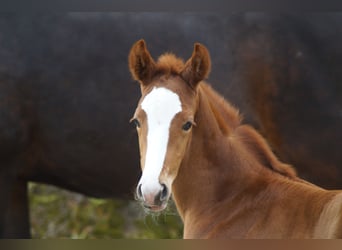 Westphalian, Stallion, Foal (04/2024), Chestnut