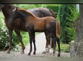 Westphalian, Stallion, Foal (03/2026), Chestnut