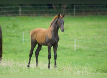 Westphalian, Stallion, Foal (03/2026), Chestnut