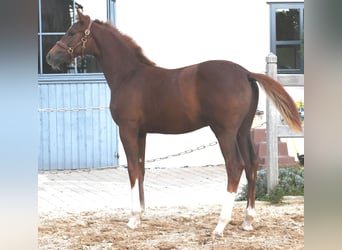 Westphalian, Stallion, Foal (04/2025), Chestnut