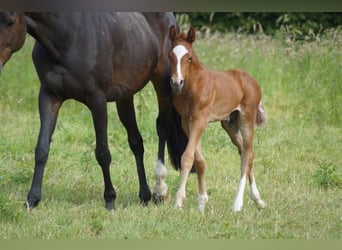 Westphalian, Stallion, Foal (05/2026), Chestnut