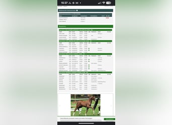 Westphalian, Stallion, Foal (05/2026), Chestnut