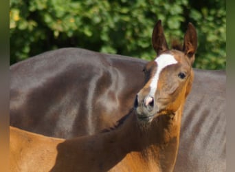 Westphalian, Stallion, Foal (05/2026), Chestnut