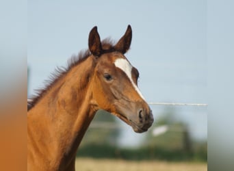 Westphalian, Stallion, Foal (05/2026), Chestnut