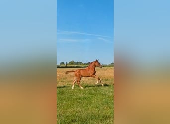 Westphalian, Stallion, Foal (05/2026), Chestnut
