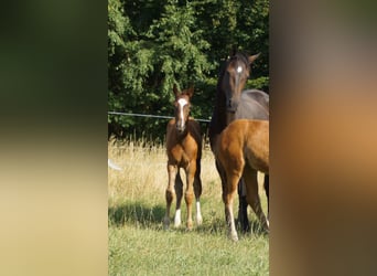 Westphalian, Stallion, Foal (05/2026), Chestnut