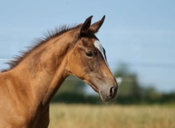 Westphalian, Stallion, Foal (05/2026), Chestnut