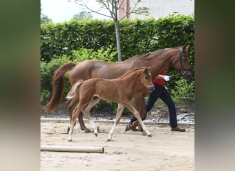 Westphalian, Stallion, Foal (04/2025), Chestnut