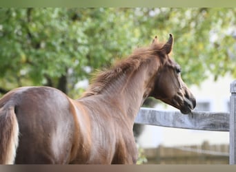 Westphalian, Stallion, Foal (04/2025), Chestnut