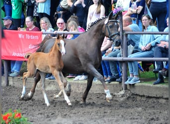 Westphalian, Stallion, Foal (04/2026), Chestnut