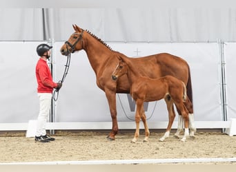 Westphalian, Stallion, Foal (03/2024), Chestnut