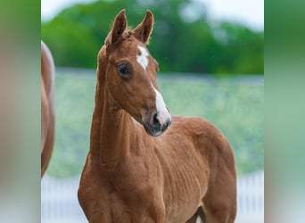 Westphalian, Stallion, Foal (03/2026), Chestnut