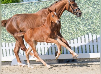 Westphalian, Stallion, , Chestnut