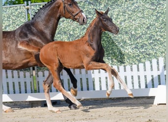 Westphalian, Stallion, , Chestnut
