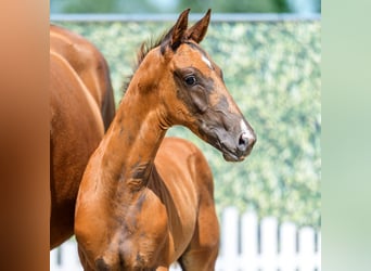 Westphalian, Stallion, Foal (04/2026), Chestnut