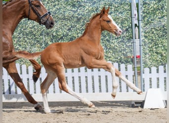 Westphalian, Stallion, , Chestnut