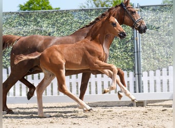 Westphalian, Stallion, , Chestnut