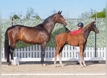 Westphalian, Stallion, , Chestnut