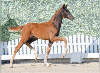 Westphalian, Stallion, , Chestnut