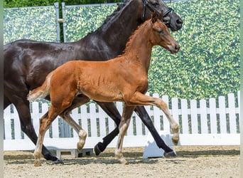Westphalian, Stallion, Foal (04/2026), Chestnut