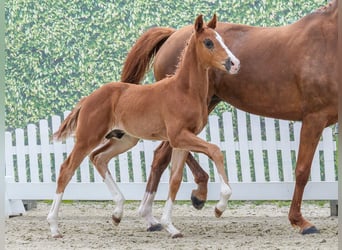 Westphalian, Stallion, Foal (03/2026), Chestnut