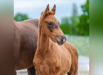Westphalian, Stallion, Foal (03/2026), Chestnut
