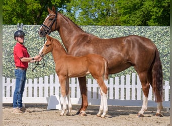 Westphalian, Stallion, , Chestnut