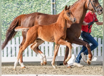 Westphalian, Stallion, Foal (03/2026), Chestnut