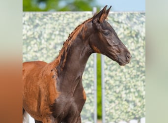 Westphalian, Stallion, , Chestnut