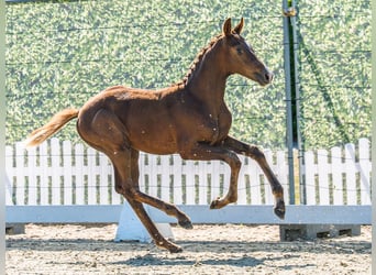 Westphalian, Stallion, Foal (05/2026), Chestnut