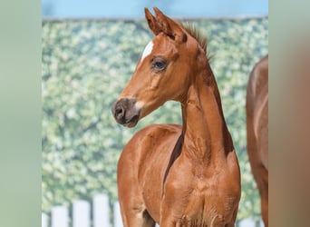 Westphalian, Stallion, , Chestnut