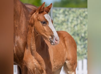 Westphalian, Stallion, , Chestnut