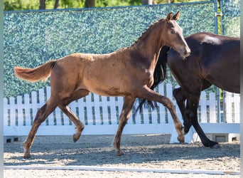 Westphalian, Stallion, Foal (04/2026), Chestnut
