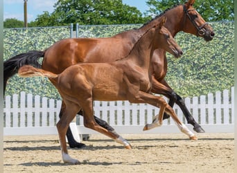 Westphalian, Stallion, Foal (04/2026), Chestnut