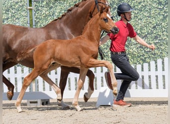 Westphalian, Stallion, , Chestnut
