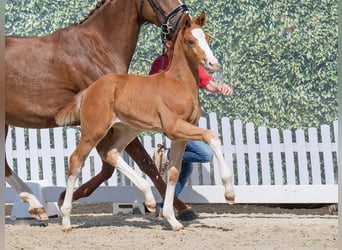 Westphalian, Stallion, , Chestnut