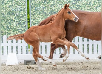 Westphalian, Stallion, Foal (03/2026), Chestnut