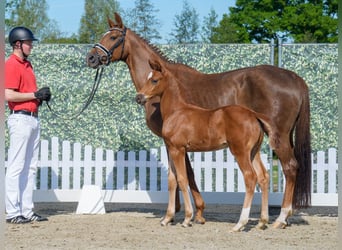 Westphalian, Stallion, , Chestnut