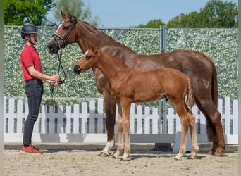 Westphalian, Stallion, , Chestnut