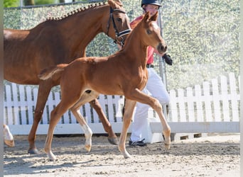 Westphalian, Stallion, , Chestnut