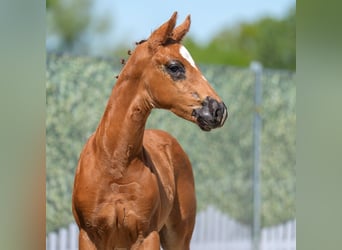 Westphalian, Stallion, , Chestnut