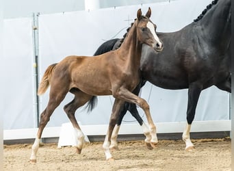 Westphalian, Stallion, Foal (02/2024), Chestnut