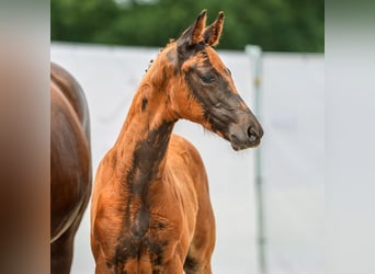 Westphalian, Stallion, Foal (04/2024), Chestnut