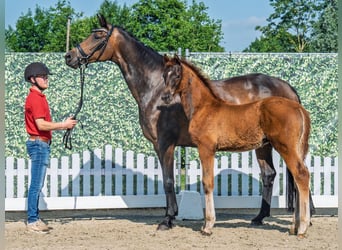 Westphalian, Stallion, , Chestnut