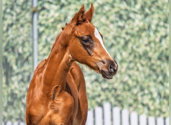 Westphalian, Stallion, Foal (02/2025), Chestnut