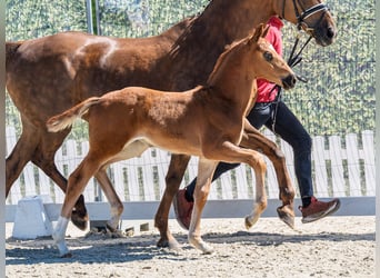 Westphalian, Stallion, Foal (03/2026), Chestnut