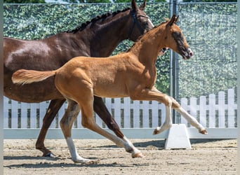 Westphalian, Stallion, , Chestnut