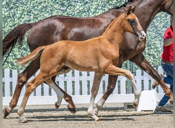 Westphalian, Stallion, , Chestnut