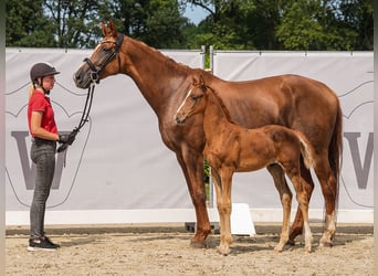 Westphalian, Stallion, Foal (06/2024), Chestnut