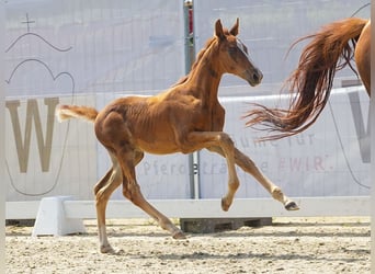 Westphalian, Stallion, Foal (06/2024), Chestnut